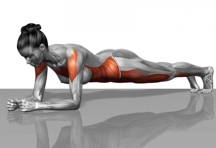 Programa muscular